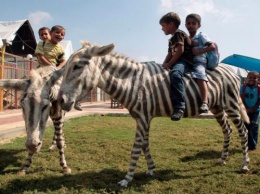 Каирский зоопарк обвинили в фальсификации: осла выдавали за зебру