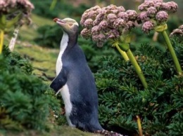 Редкие желтоглазые пингвины оказались под угрозой вымирания из-за селфи