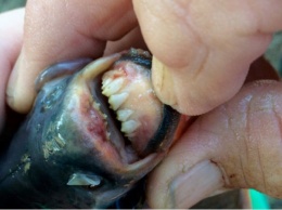 Рыба-мутант с человеческими зубами едва не проглотила ребенка. ФОТО