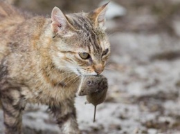 Новороссийцы сняли, как кошка устроила охоту на крыс