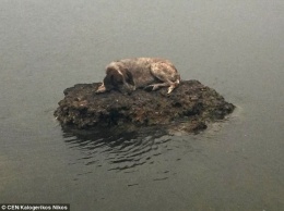 Душещипательная история: собака, спасшаяся от пожаров в Греции на маленьком островке, нашла хозяев