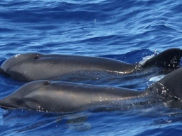 Ученые обнаружили редкий гибрид дельфина