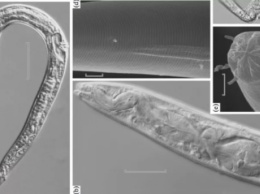 Ученые "воскресили" червей, которые лежали подо льдом 40 тысяч лет