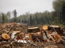 За незаконную вырубку леса на Киевщине с правонарушителя взыскали почти 200 тысяч гривен