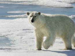 Круизы могут таить в себе опасность: белый медведь напал на гида немецкого круизного лайнера на Шпицбергене