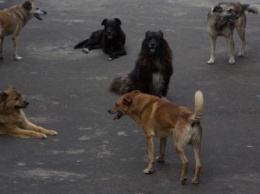 В Омске «Ясную поляну» «захватили» стаи бродячих собак