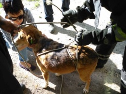 В Днепре пять спасателей вытащили бродячую собаку