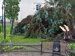 Ураган на Житомирщине ломал деревья и сносил крыши
