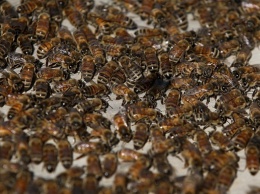 Названа причина массового мора пчел в Украине