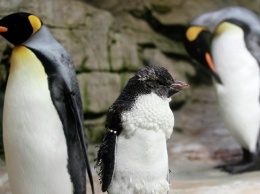 Крупнейшая колония королевских пингвинов почти исчезла, заявляют ученые