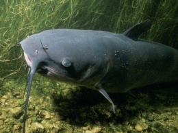 Экокатастрофа продолжается: Куряне обеспокоены массовой гибелью рыбы на реке Псел