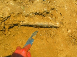 Под Челябинском обнаружены зуб мамонта и кости носорога