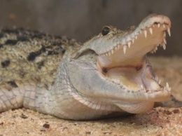 Крокодил чуть не оторвал дрессировщику руку (видео)