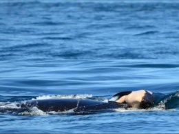 Косатка держит на воде своего мертвого китенка седьмой день подряд