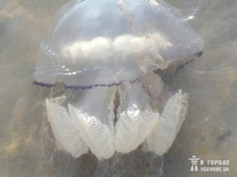 Штормом вынесло на берег: пляжи Кирилловки усеяны огромными медузами