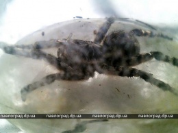 Павлоградцы находят в огородах южнорусских тарантулов (ФОТО)