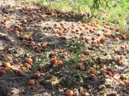Из-за недобросовестных бизнесменов Одесская область лишится 100 гектаров персиковых садов