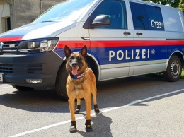 В Вене полицейских овчарок обули в ботиночки