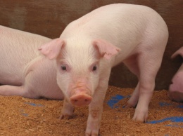 Элитный свинарник. Племенных свиней откармливают в Запорожской области