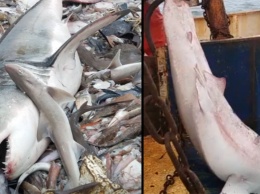 Рыбак поймал акулу-людоеда - и нашел способ выпустить ее обратно в воду!