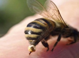 Жителям области напомнили, как вести себя при укусах пчелы или осы