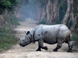 Нападение носорога на авто сняли на видео