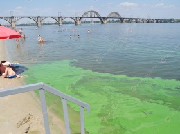 Каждым летом одним цветом: почему Днепр зеленеет и чем это чревато для украинцев - экологи предупреждают, что в главной реке Украины лучше летом не купаться