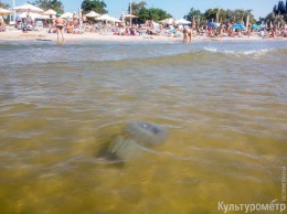 Лузановский пляж заполонили огромные медузы