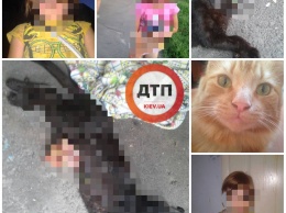 В Киеве маленькая девочка разрывает на части котят. Всему виной мать-алкоголичка