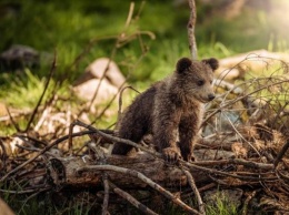 В Яремче спасли перепуганного медвежонка, оставшегося без матери (ФОТО)