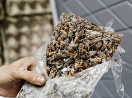 Ученые сообщили о пользе употребления насекомых