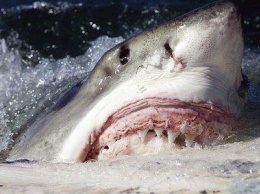 Чешский турист скончался от многочисленных травм, нанесенных ему в Египте акулой