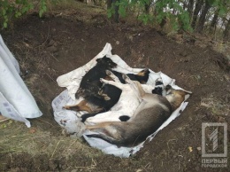 На Днепропетровщине догхантеры устроили охоту на собак