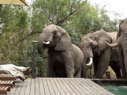 Трое слонов решили пить воду из бассейна, напугав не на шутку отдыхающих(видео)