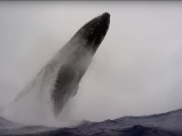 Экскурсия удалась: горбатый кит выпрыгнул из воду прямо перед носом катера с туристами