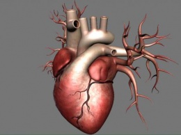Ученые из Новосибирска создали прототип искусственного сердца