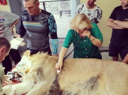 Ветеринары спасли умирающего льва Аскольда Запашного