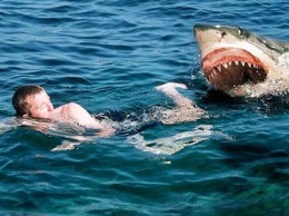 В Египте акула растерзала туриста