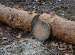 В Украине погибли деревья на площади 400 тысяч гектаров