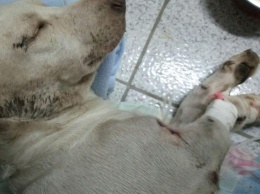 Насилие, пытки и казнь: в Днепре неизвестные жестоко надругались над собакой (Фото)