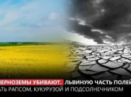 Наши черноземы убивают - львиную часть полей засеивают рапсом, кукурузой и подсолнечником, которые его уничтожают,- Вилкул