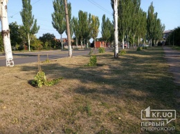 В Кривом Роге неизвестные поломали молодые деревья