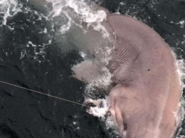 В Египте акула съела чешского туриста