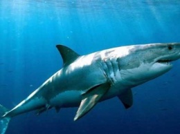 На популярном египетском курорте акула убила туриста