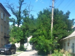 На улице Чернышевского проезжая часть перекрыта ветками деревьев (фото)