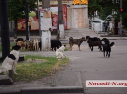 Николаевцев зовут считать бездомных собак