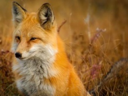 У лис нашли собачьи гены «дружелюбия»