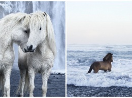 Самые красивые лошади на свете живут в Исландии. Вот фото-доказательства