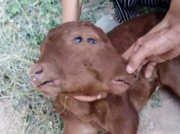 «Чудовищный мутант»: В Китае родилась корова с двумя головами