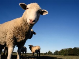 В Воронежской области мужчина украл у предпринимателя овцу и сожрал ее